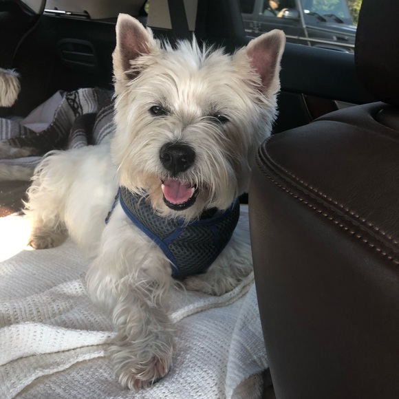 Meet your Posher, Michelle - Picture 1 of 1